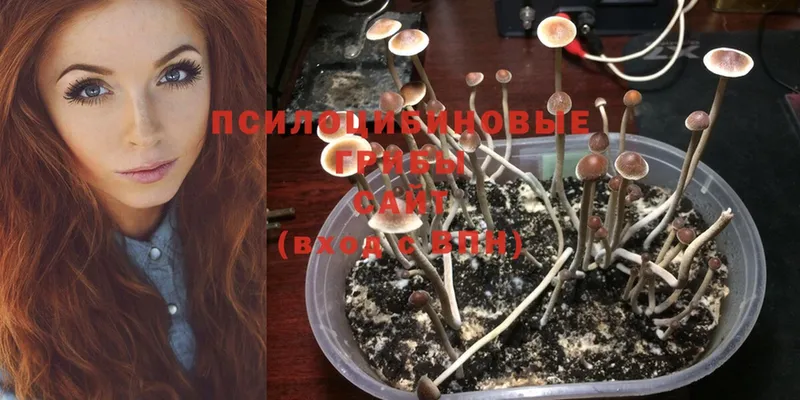 Псилоцибиновые грибы Psilocybine cubensis  Рубцовск 